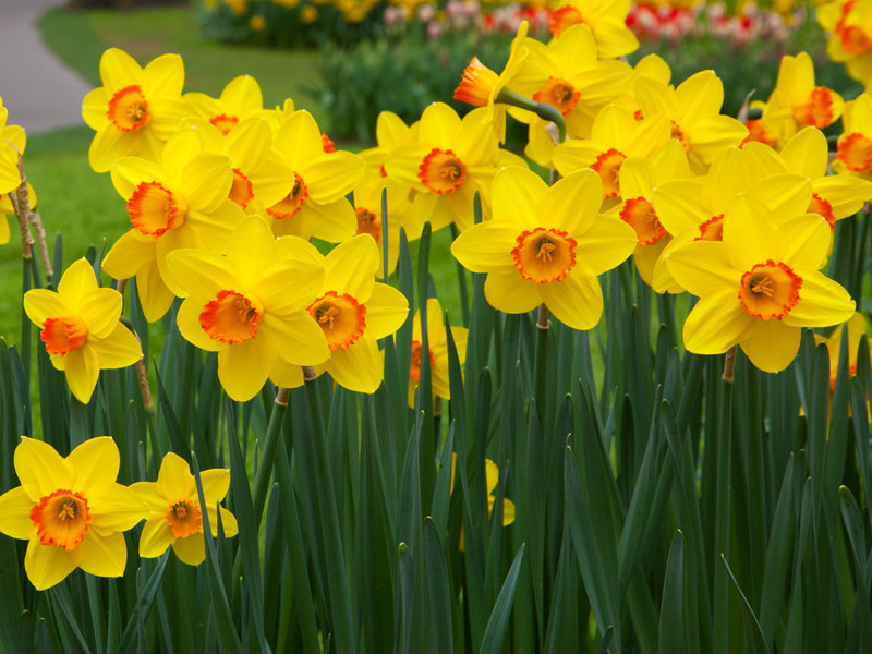 Planting daffodils with bulbs How to grow daffodils