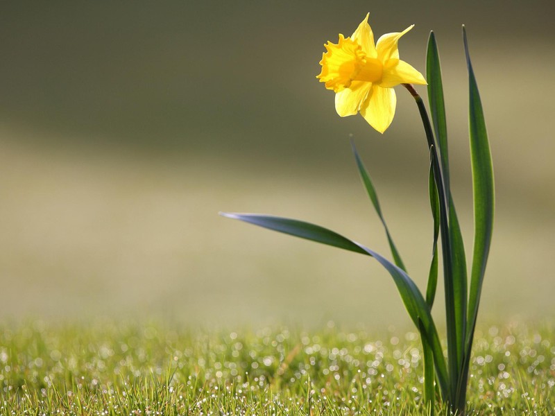 How the daffodil blooms Planting and caring for daffodils