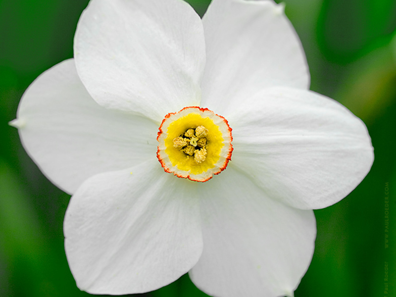 White daffodil What colors are daffodils