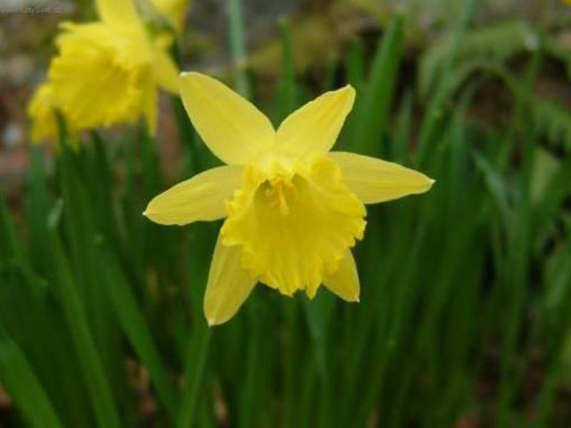 When daffodils bloom Daffodil care