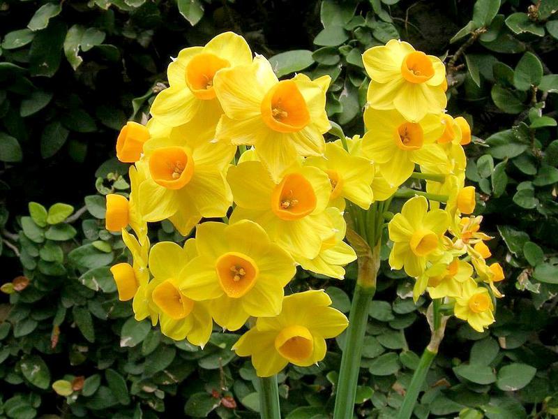 Flowering daffodils When daffodils bloom
