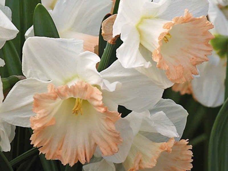 Daffodil care rules Growing daffodils