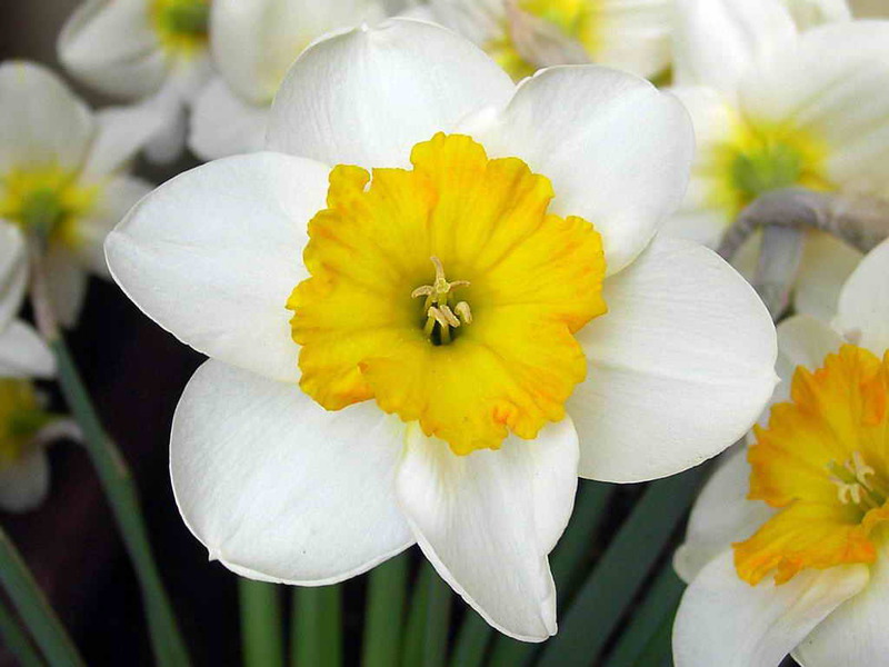 Jonquillia daffodils Varieties and types of daffodils
