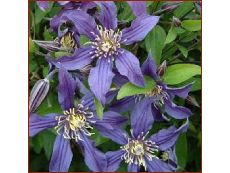 Varieties of clematis How to care for clematis