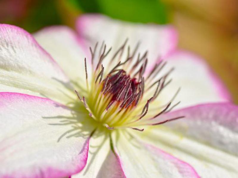 Bold flowers of clematis Growing clematis