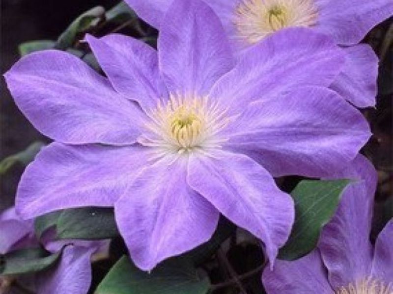 What does clematis look like? Garden flowers clematis