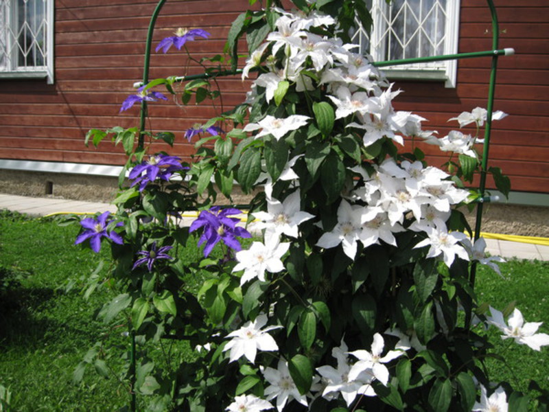Pruning clematis Clematis pruning methods