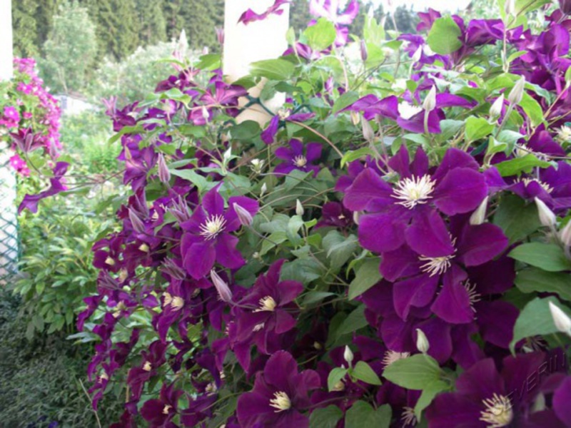 Large-flowered clematis Conditions for growing clematis