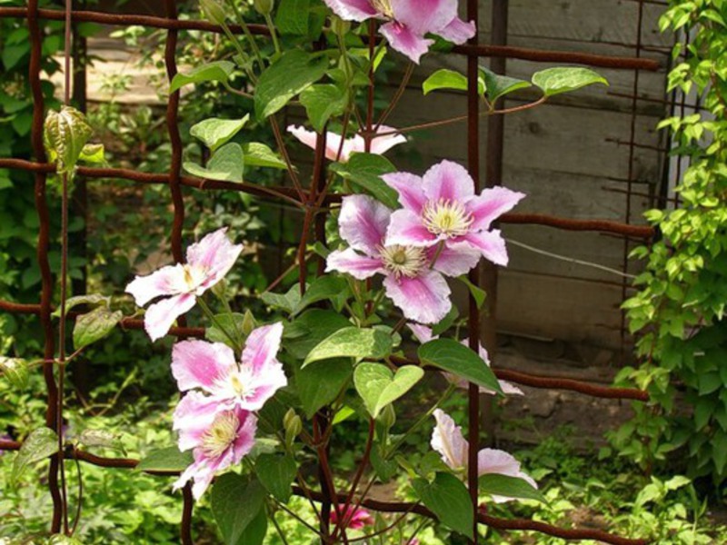 How clematis grow Clematis care
