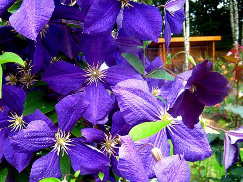 Blue clematis Blooming clematis