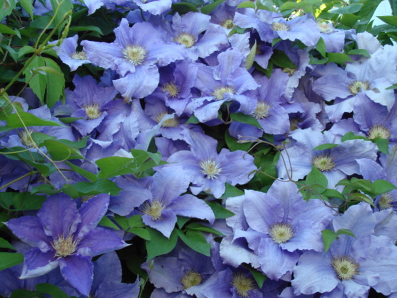 Large-flowered clematis Clematis purple