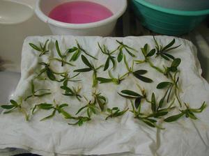 Drying orchid seedlings at home Drying orchid seedlings - reproduction of flowers at home.