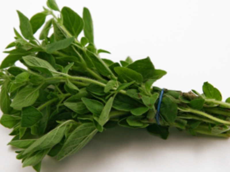 A bunch of oregano (oregano) is a freshly plucked plant. You can buy a bunch of oregano from the greens and vegetables section of the store.