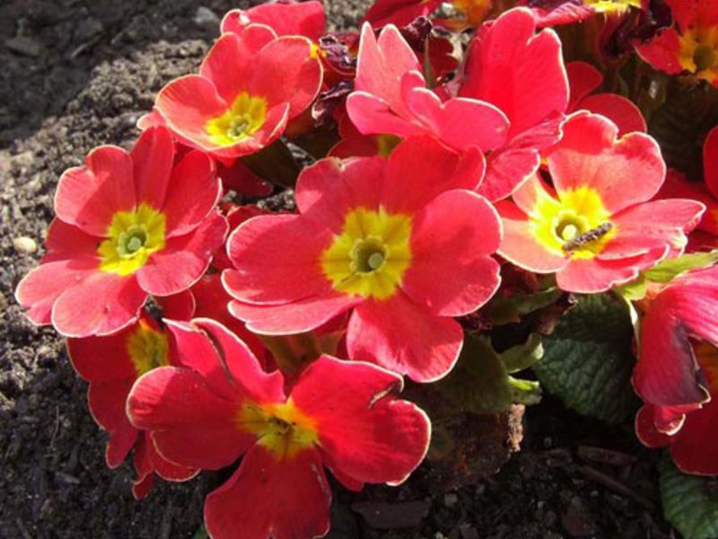 Primula sinensis - bright beautiful flowers
