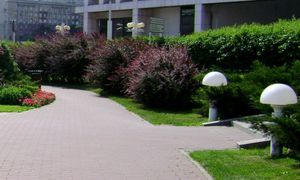 Cropped bladder photo