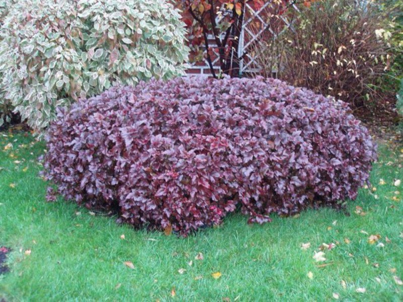 Bubble plant in the garden Bubbles in the garden photo