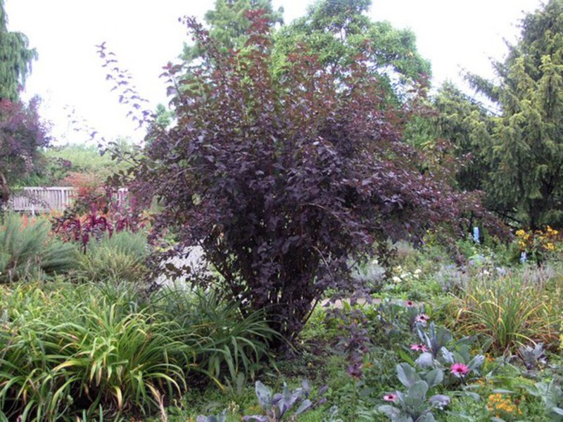 Bubble carp at home Bubble at home