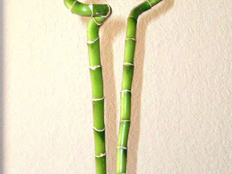 How to care for bamboo