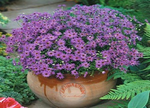 The nuances of growing brachycoma iberisoliferous at home