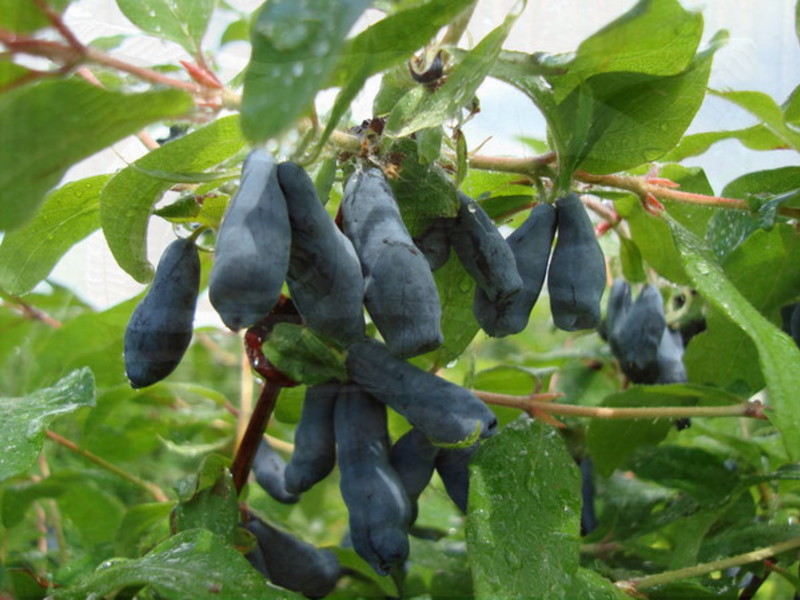 How honeysuckle grows