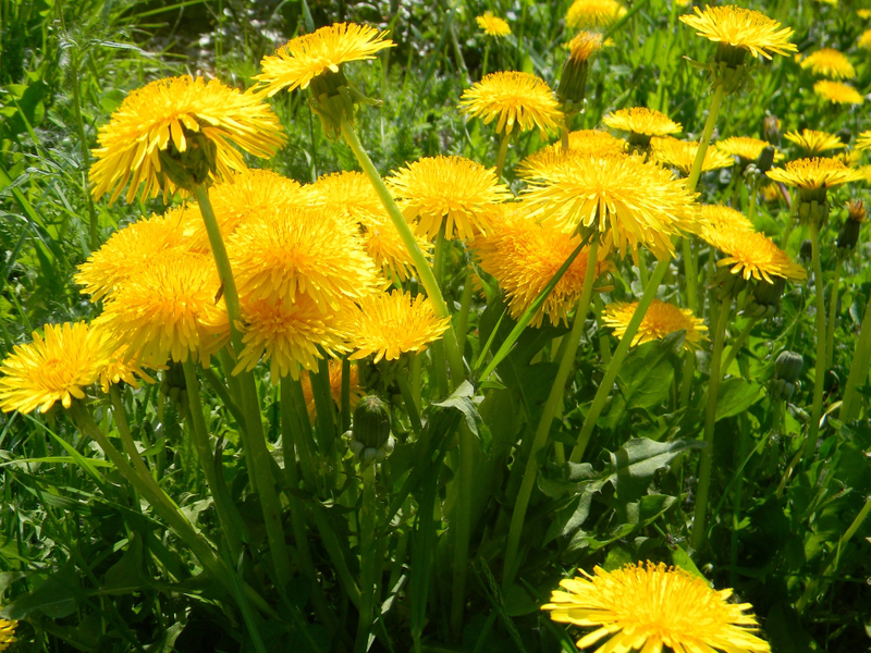 What are dandelions Dandelion flowers description