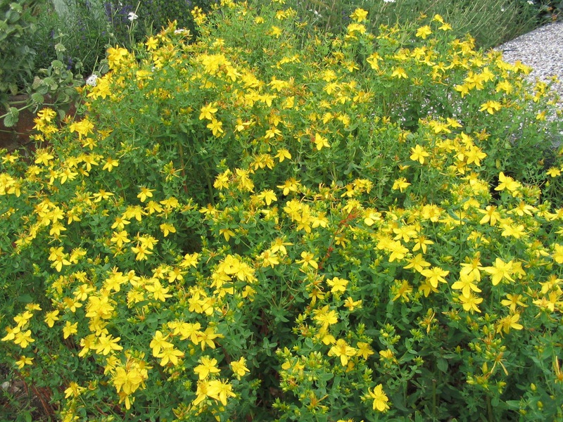 How is St. John's wort characterized? St. John's wort plant characteristics