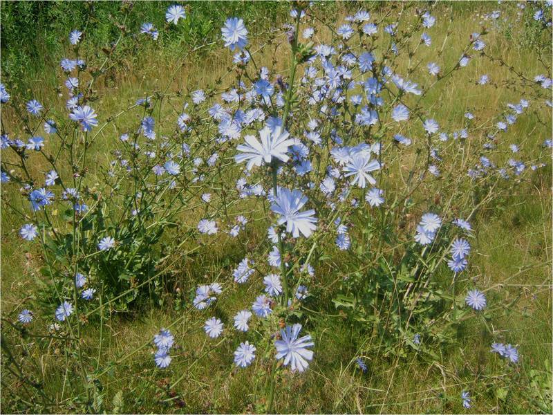 What properties does chicory have? Features and useful properties of chicory