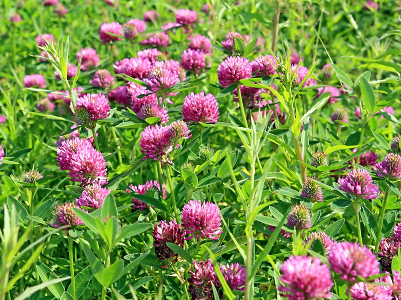 What does red clover look like? View of red meadow clover