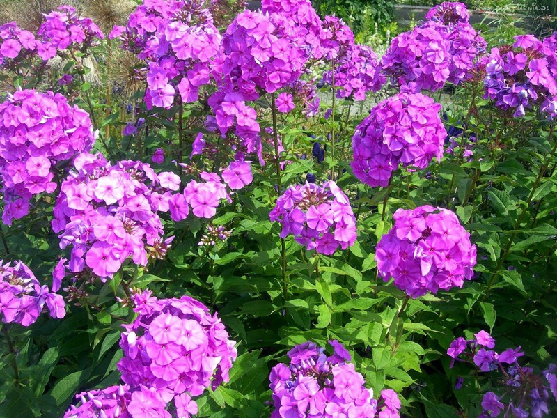 What are wild phlox Description of wild phlox flowers