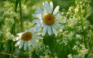 List of meadow flowers and plants