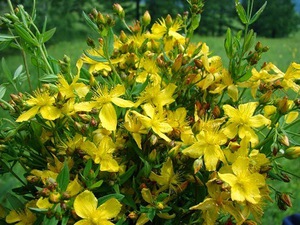 The healing properties of St. John's wort