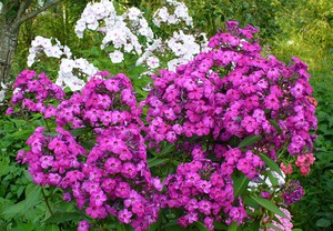 Characteristics of wild phlox