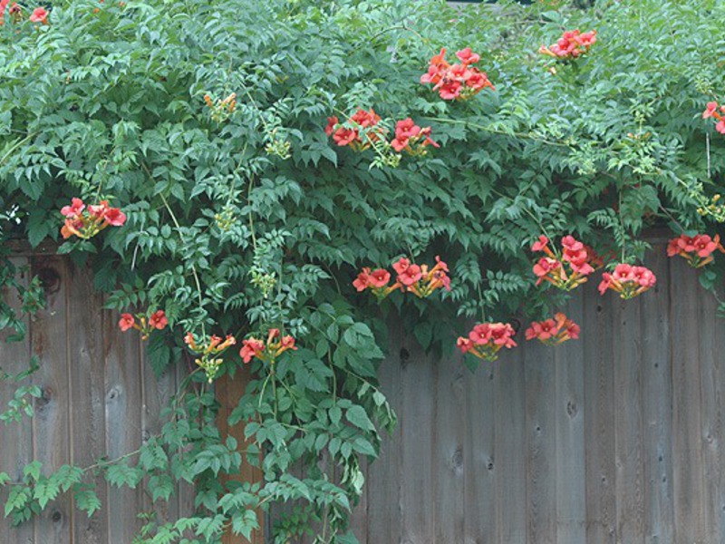 Where to plant Kampsis Campsis red-orange