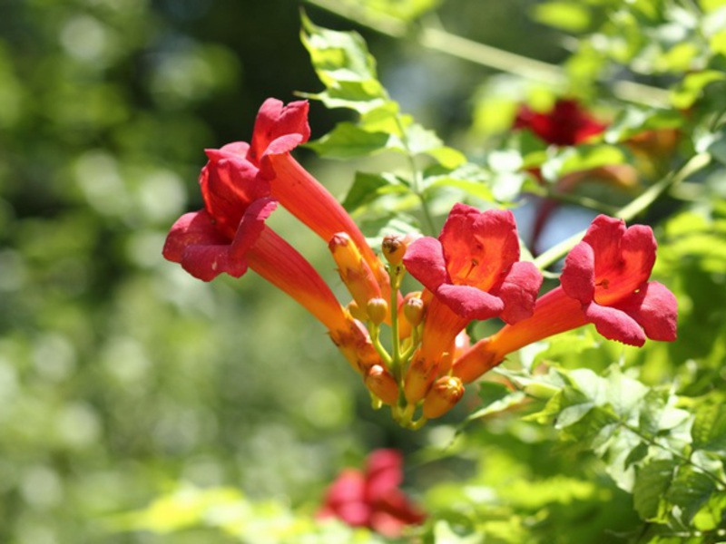 How Kampsis grows Cultivation of Kampsis