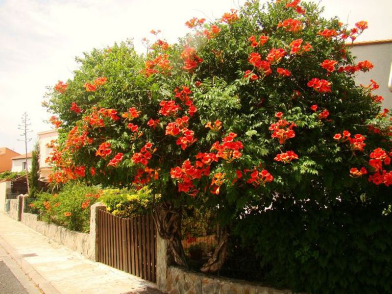 Decorative vines kampsis Large-flowered campsis