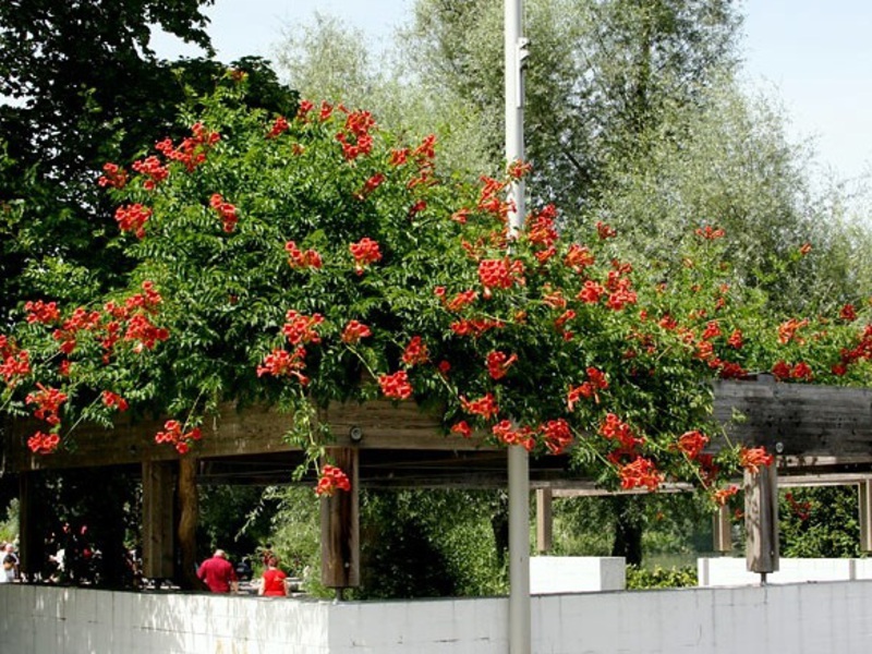 Description of the plant Kampsis Kampsis varieties