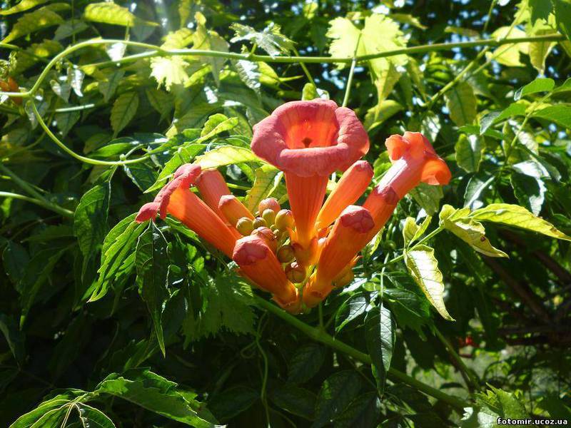 Decorative vines kampsis Liana Kampsis