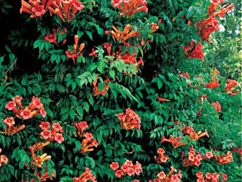 Beautiful plant kampsis Weaving plant kampsis