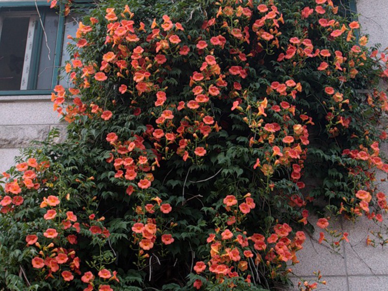 Varieties of Kampsis varieties Kampsis variety