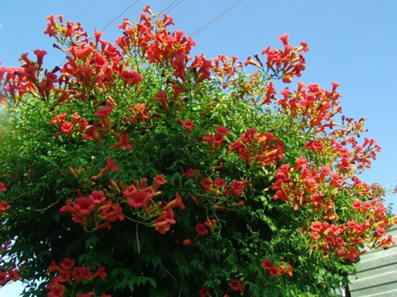 Plant kampsis Planting Kampsis in the yard