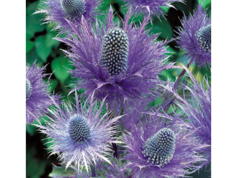 Composition of dried flowers Dried flower compositions are very popular