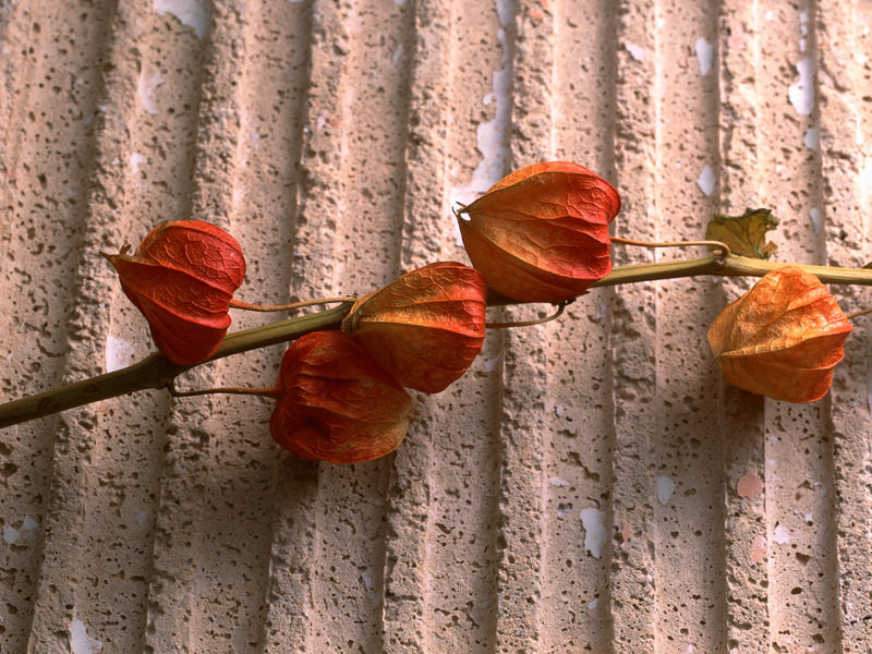 Dried flowers Modern arrangements of dried flowers