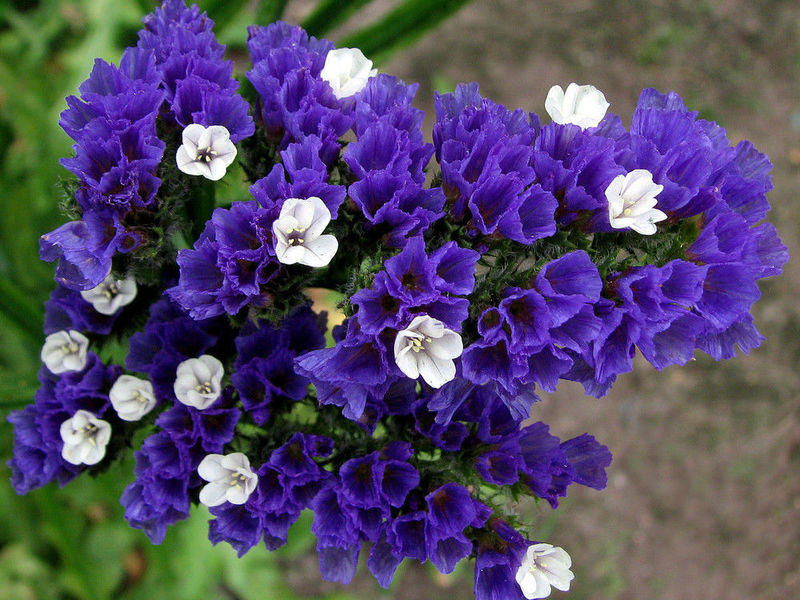 Composition of dried flowers Limonium blue-dry flower