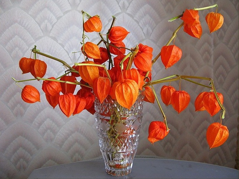 Dried flowers Dried flowers photos and names