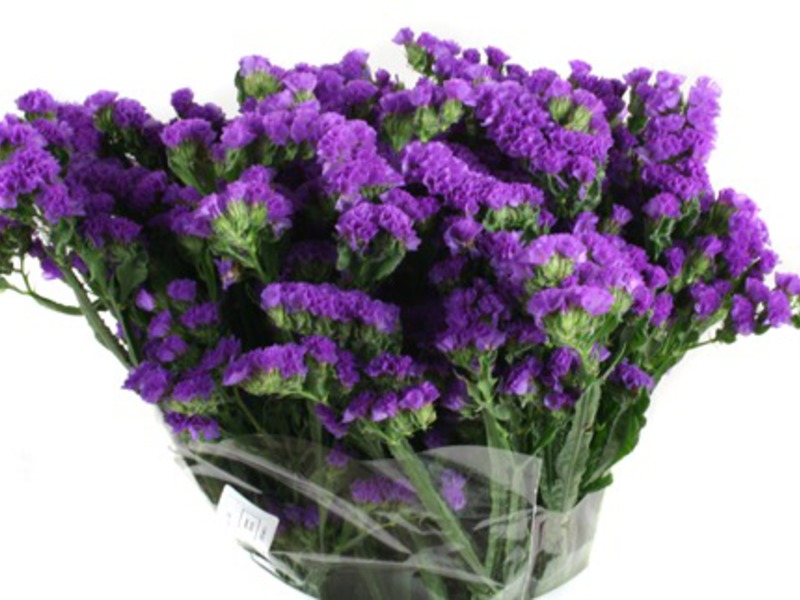 Name of dried flowers How to assemble a flower arrangement