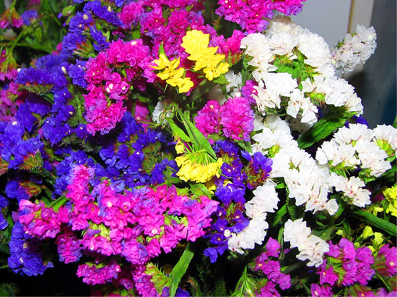 Composition of dried flowers How dried flowers grow