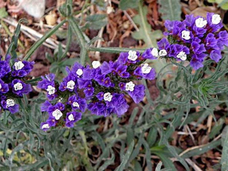 Composition of dried flowers Modern arrangements of dried flowers