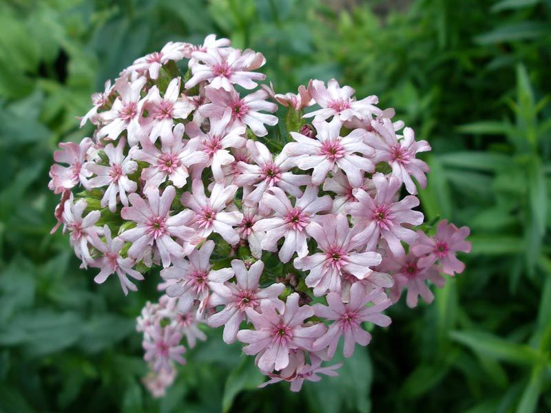 Lychnis or Viscaria is a beautiful flower.