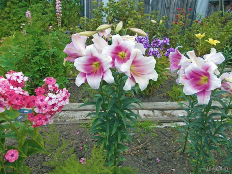 Greenhouse lilies How to plant a lily