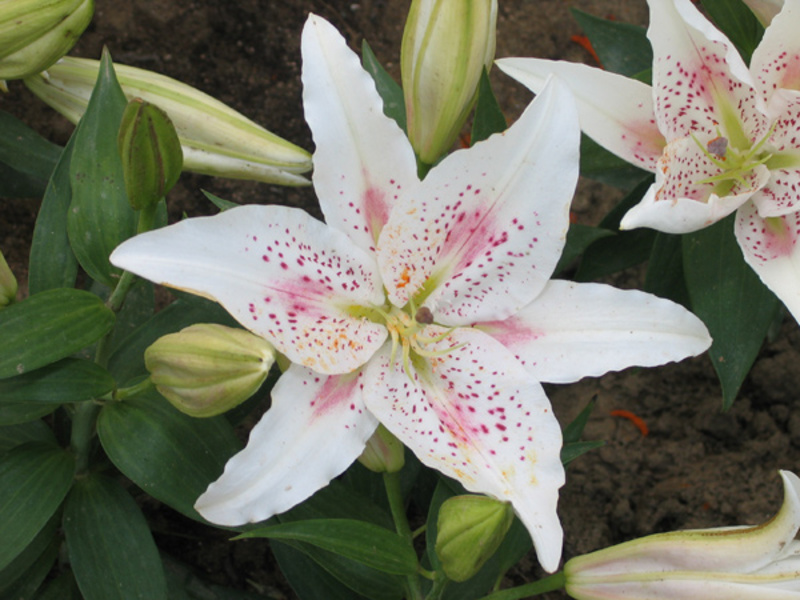 Lily Asian Lily OT-hybrid